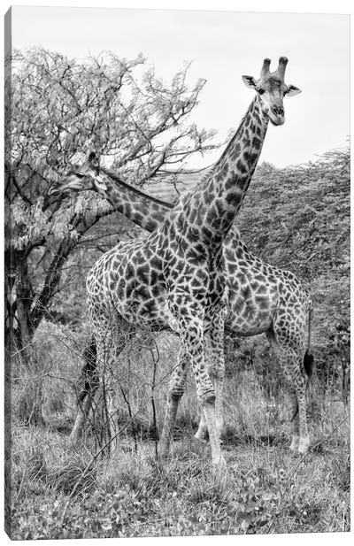 Giraffe Mother and Young  Canvas Art Print - African Safari