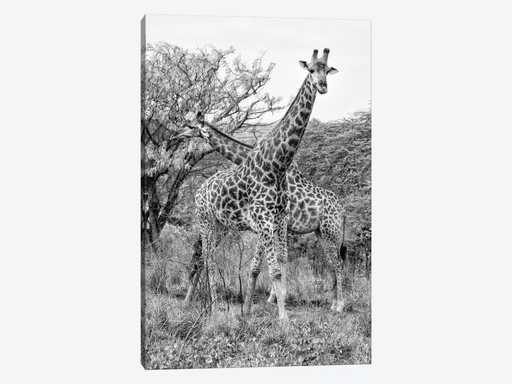 Giraffe Mother and Young  by Philippe Hugonnard 1-piece Canvas Wall Art