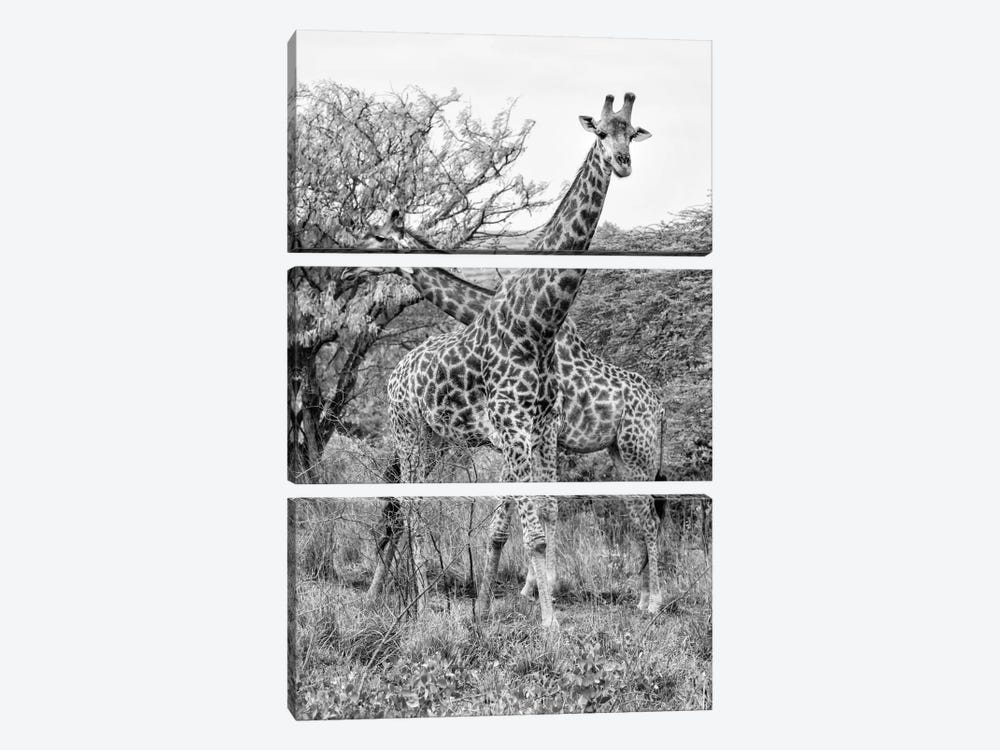 Giraffe Mother and Young  by Philippe Hugonnard 3-piece Canvas Wall Art