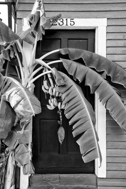 Black NOLA Series - Banana Tree by Philippe Hugonnard wall art