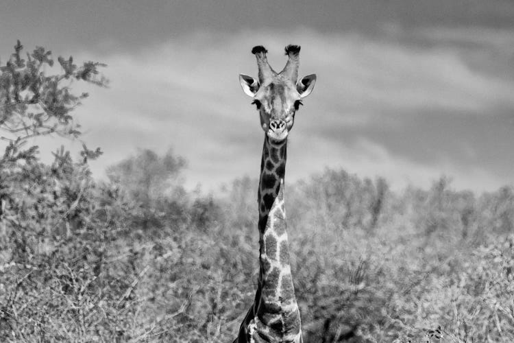 Giraffe Portraits