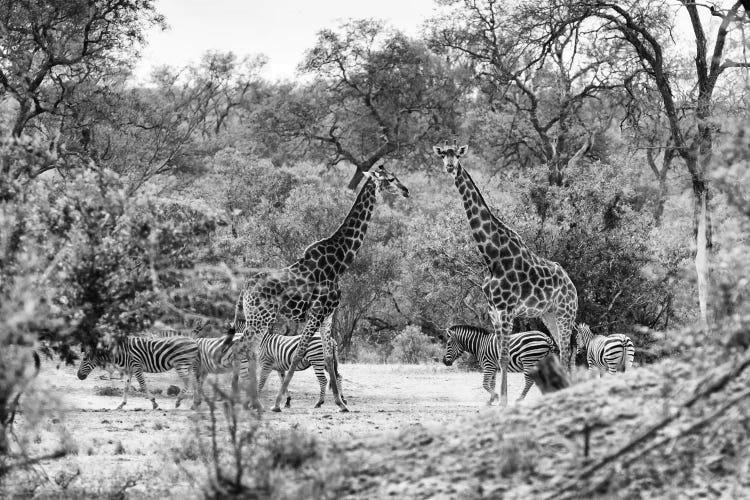 Giraffes and Zebras in the Savanna