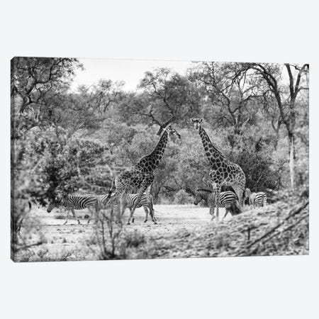 Giraffes and Zebras in the Savanna Canvas Print #PHD200} by Philippe Hugonnard Canvas Wall Art