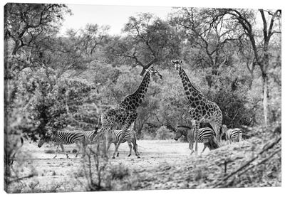 Giraffes and Zebras in the Savanna Canvas Art Print - Zebra Art