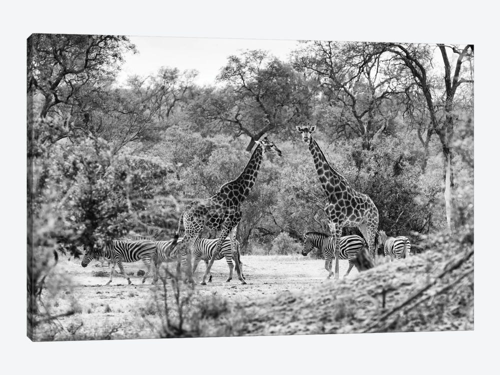 Giraffes and Zebras in the Savanna by Philippe Hugonnard 1-piece Art Print
