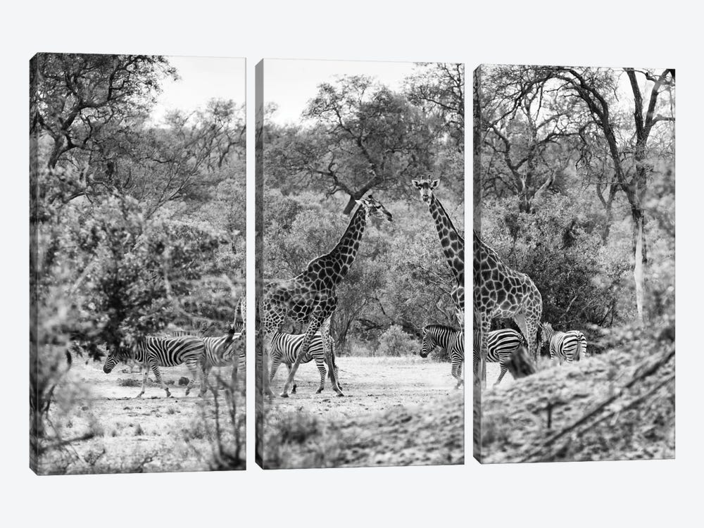 Giraffes and Zebras in the Savanna by Philippe Hugonnard 3-piece Canvas Print