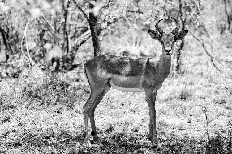 Impala Antelope Portrait