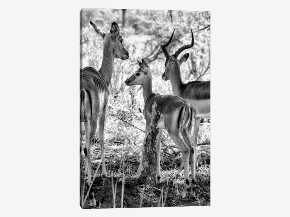 Impalas Family by Philippe Hugonnard 1-piece Art Print