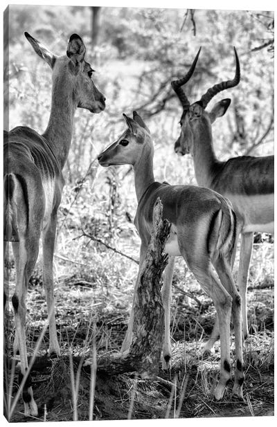 Impalas Family Canvas Art Print - Antelope Art