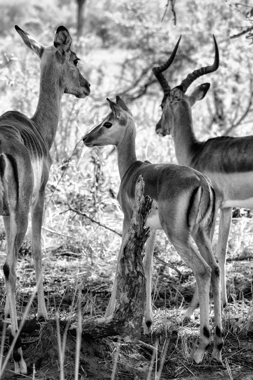 Impalas Family