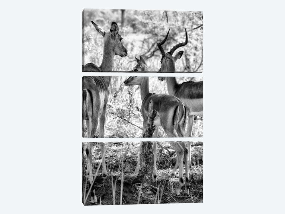 Impalas Family by Philippe Hugonnard 3-piece Canvas Print