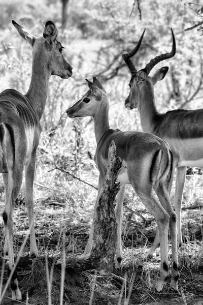 Antelopes: Impalas Family by Philippe Hugonnard