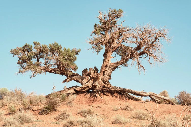 American West - Desert Tree by Philippe Hugonnard wall art