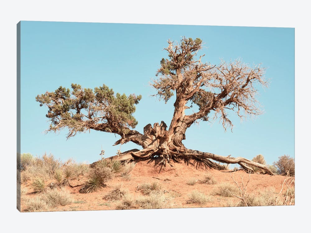American West - Desert Tree by Philippe Hugonnard 1-piece Canvas Wall Art