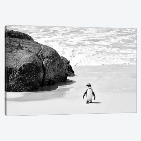 Penguin at Boulders Beach  Canvas Print #PHD204} by Philippe Hugonnard Canvas Print