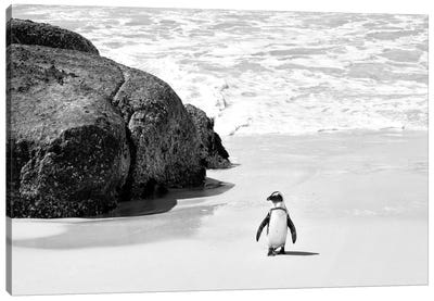 Penguin at Boulders Beach  Canvas Art Print - African Safari