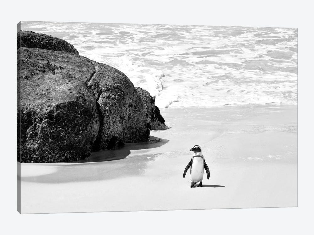 Penguin at Boulders Beach  by Philippe Hugonnard 1-piece Canvas Art Print