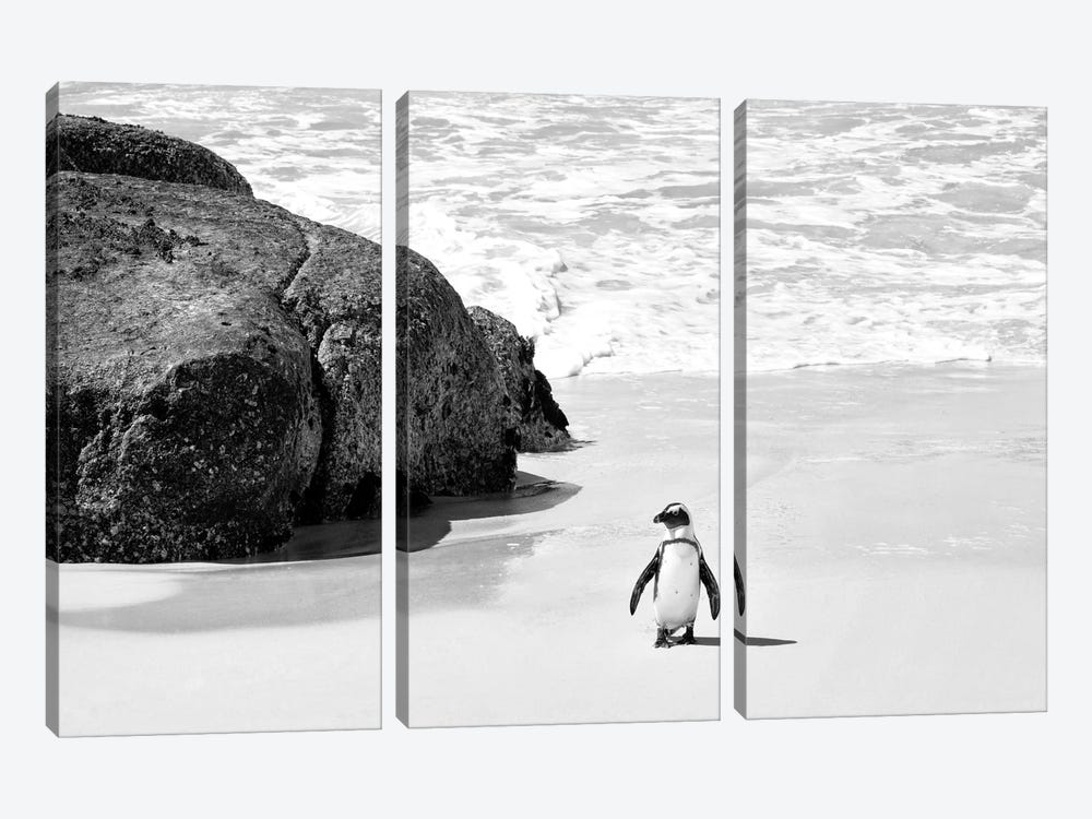 Penguin at Boulders Beach  by Philippe Hugonnard 3-piece Canvas Print