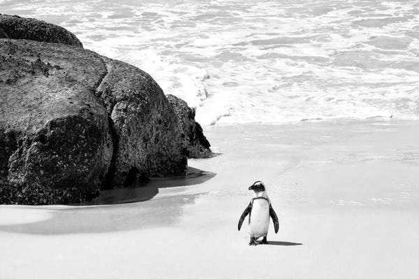 Penguins: Penguin at Boulders Beach  by Philippe Hugonnard