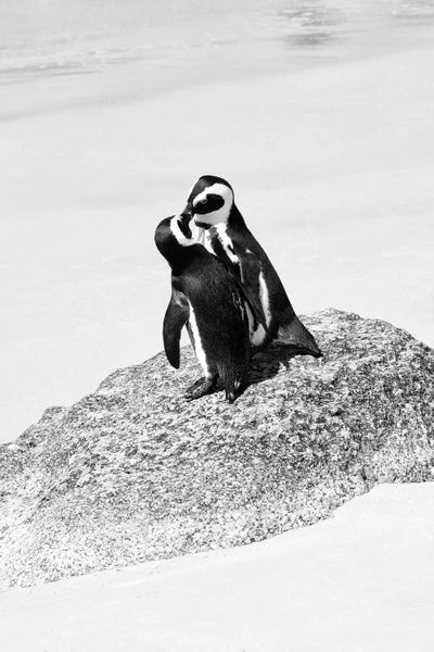 Penguins: Penguin Lovers by Philippe Hugonnard