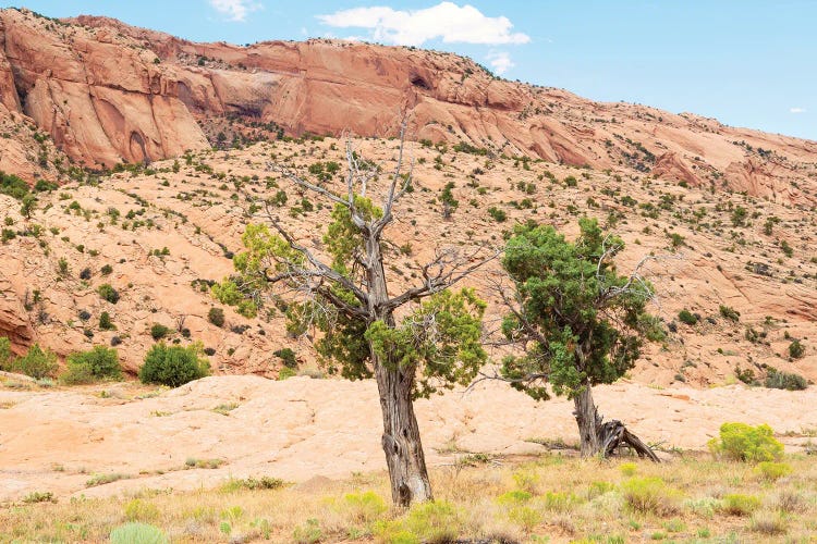 American West - Desert Trees