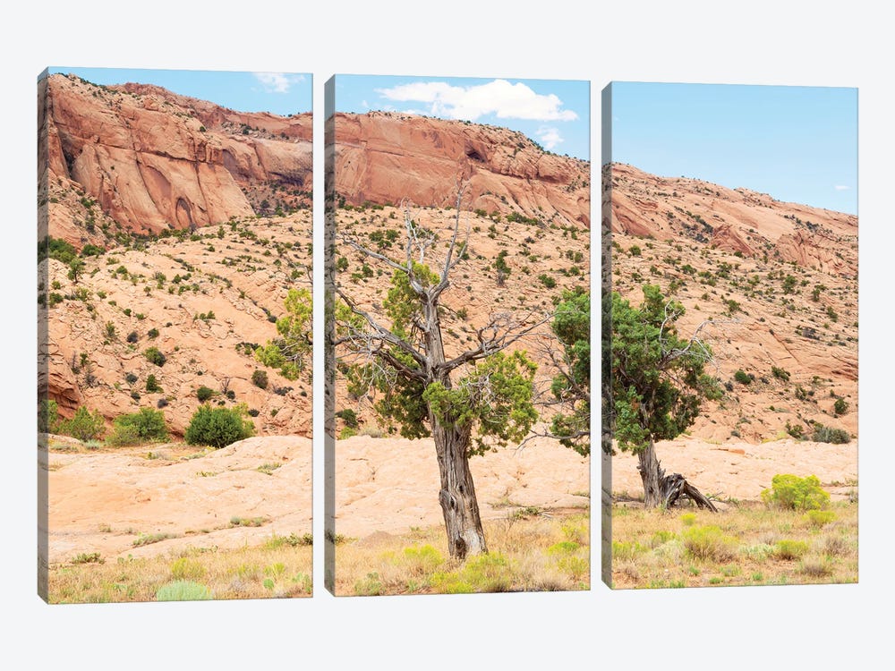 American West - Desert Trees by Philippe Hugonnard 3-piece Canvas Art Print