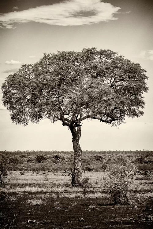 Portrait of an Acacia Tree