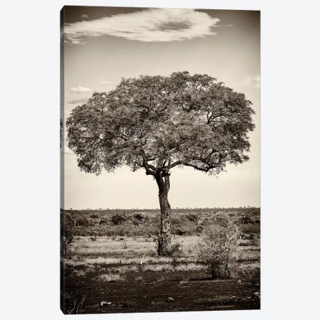 Portrait of an Acacia Tree Canvas Print #PHD206} by Philippe Hugonnard Canvas Print