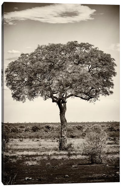 Portrait of an Acacia Tree Canvas Art Print - African Safari