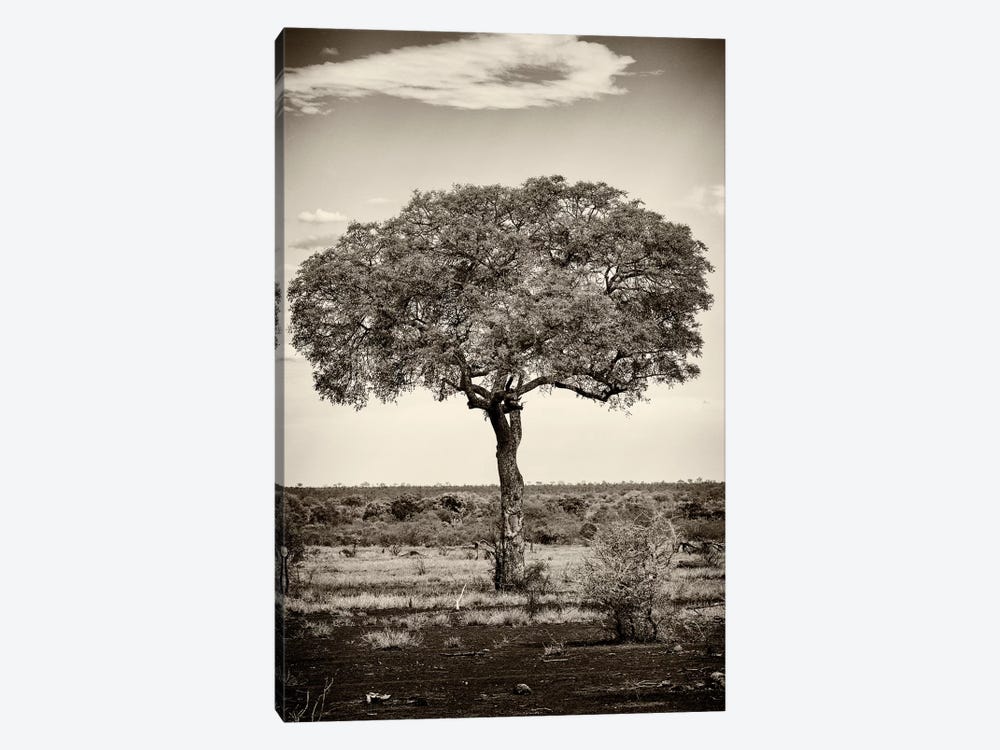 Portrait of an Acacia Tree by Philippe Hugonnard 1-piece Canvas Art Print