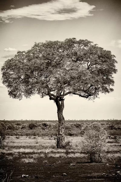 Africa: Portrait of an Acacia Tree by Philippe Hugonnard