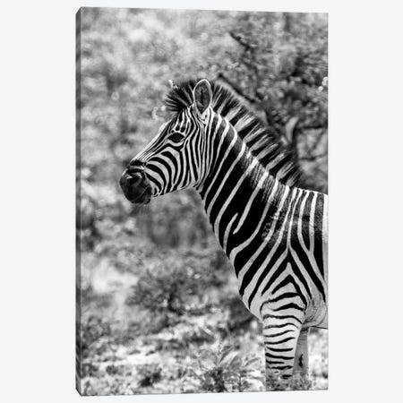 Portrait of Burchell's Zebra Canvas Print #PHD207} by Philippe Hugonnard Art Print