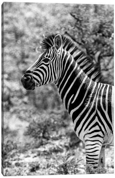 Portrait of Burchell's Zebra Canvas Art Print - African Safari