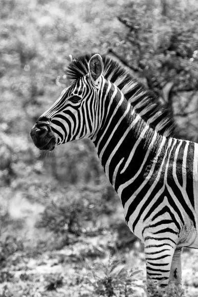 Zebras: Portrait of Burchell's Zebra by Philippe Hugonnard