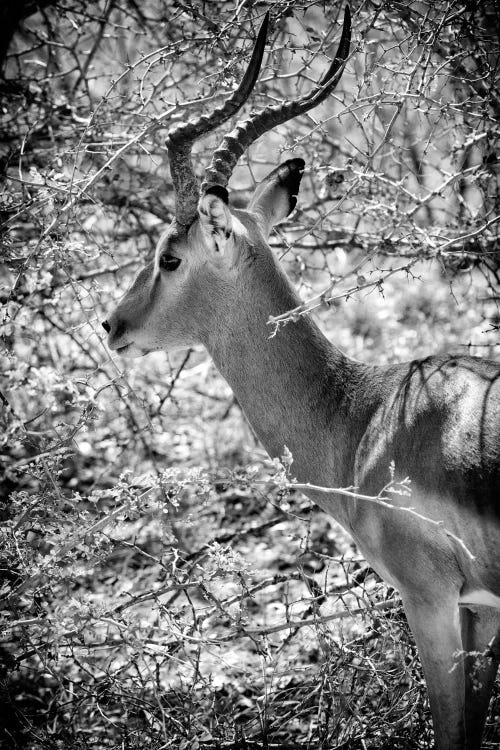 Portrait of Impala by Philippe Hugonnard wall art