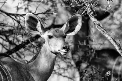 Portrait of Nyala Antelope by Philippe Hugonnard canvas print