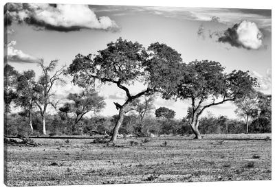Savanna Trees Canvas Art Print - African Safari