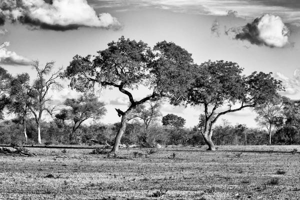 Black & White Florals: Savanna Trees by Philippe Hugonnard