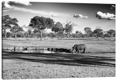 Savannah View with one Black Rhino Canvas Art Print - African Safari