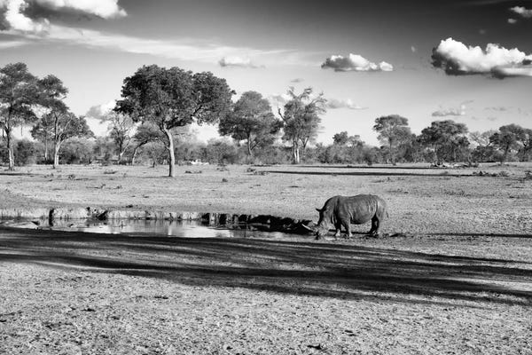Rhinoceroses: Savannah View with one Black Rhino by Philippe Hugonnard