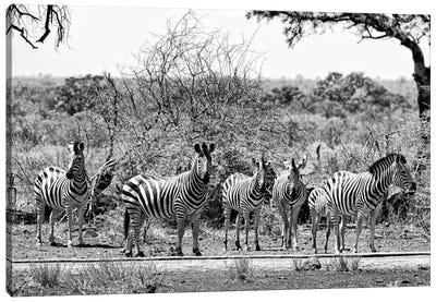 Six Zebras on Savanna Canvas Art Print - Zebra Art