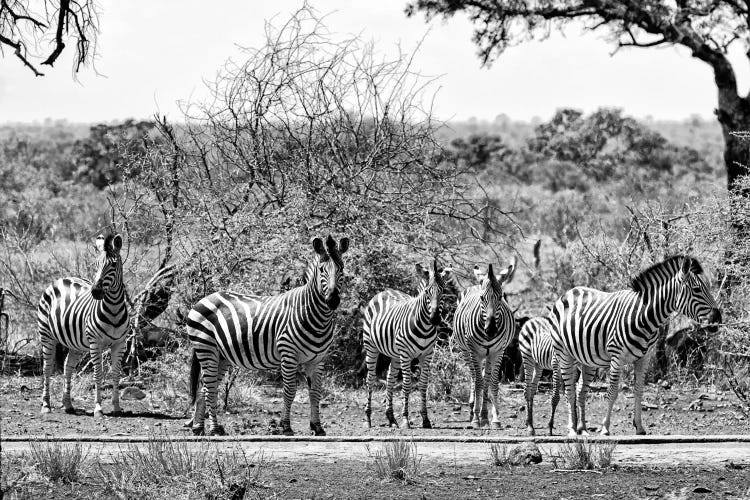 Six Zebras on Savanna