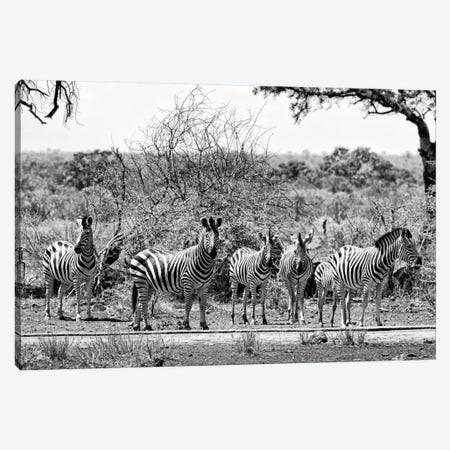 Six Zebras on Savanna Canvas Print #PHD212} by Philippe Hugonnard Art Print