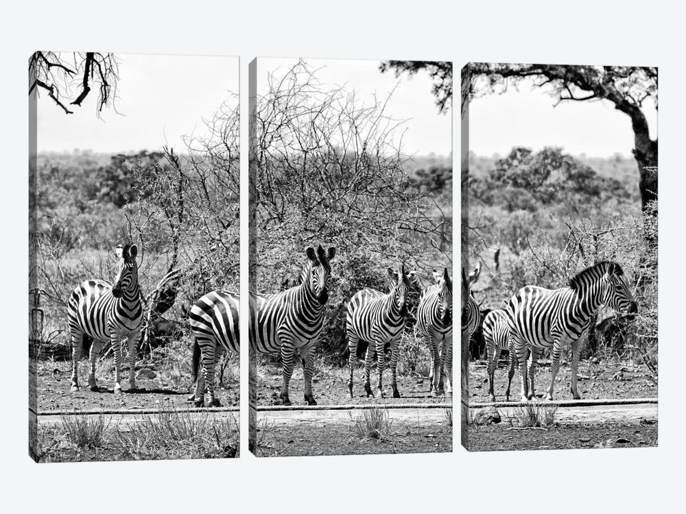 Six Zebras on Savanna by Philippe Hugonnard 3-piece Canvas Wall Art