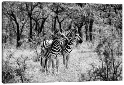 Two Zebras Canvas Art Print - Zebra Art