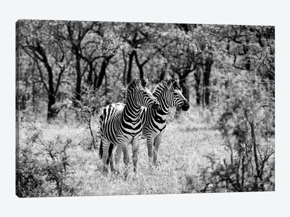 Two Zebras by Philippe Hugonnard 1-piece Canvas Print