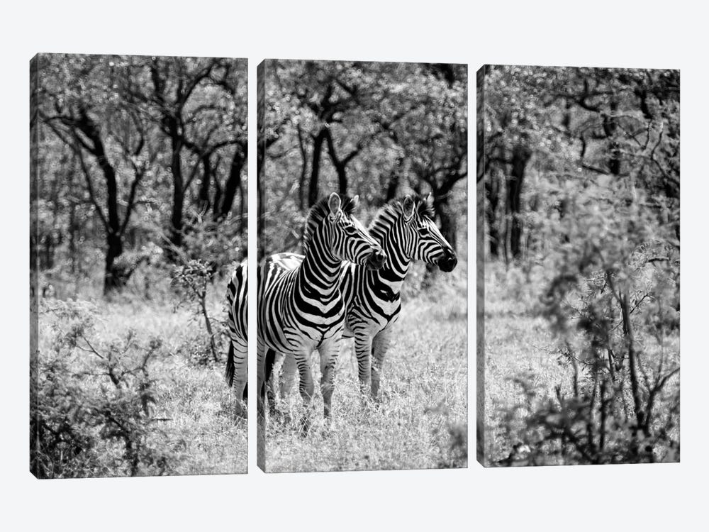 Two Zebras by Philippe Hugonnard 3-piece Art Print