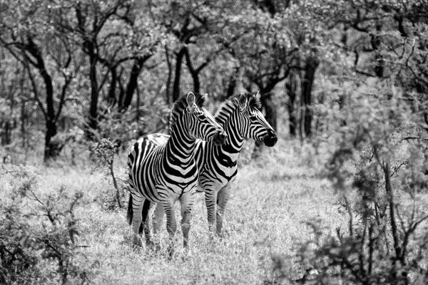 Africa: Two Zebras by Philippe Hugonnard