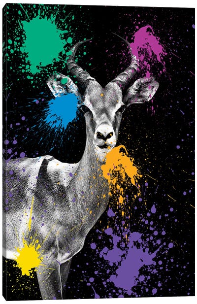 Antelope Impala Canvas Art Print - Antler Art