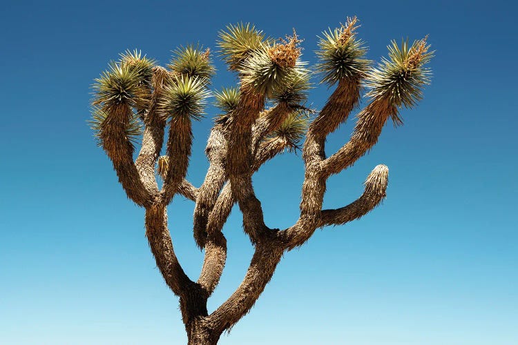 American West - Joshua Tree